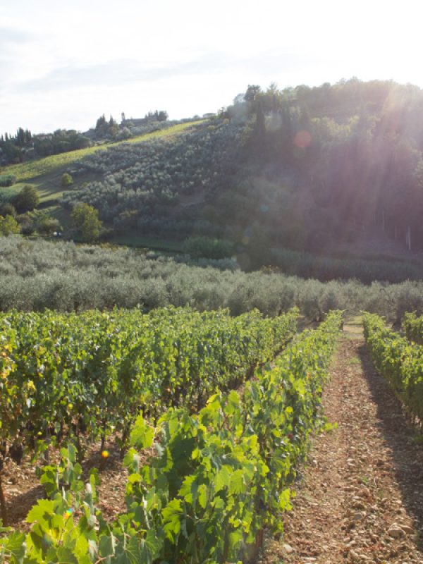 chianti classico