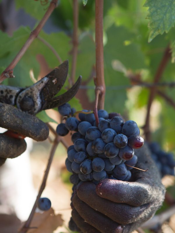 degustazioni e mostra